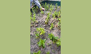 Beet Minze